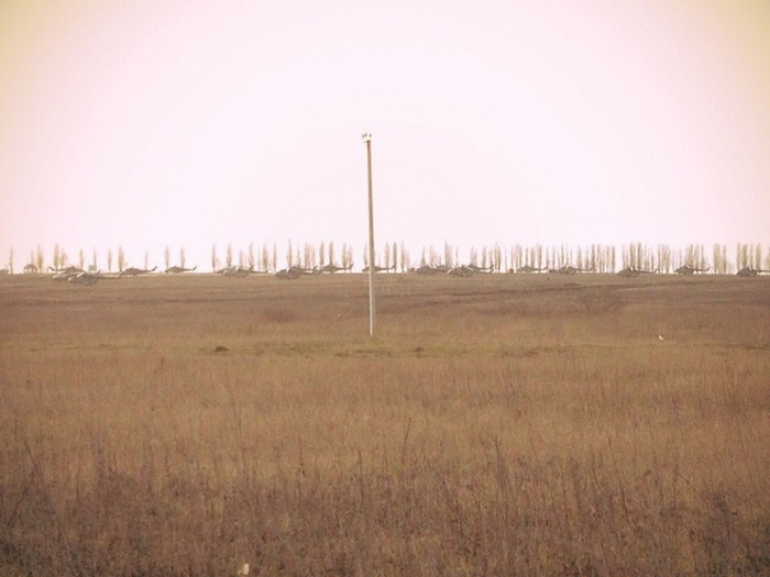 Російські бойові гелікоптери біля Білгорода