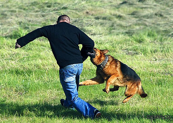 Несколько советов о том, как защититься от нападения собаки