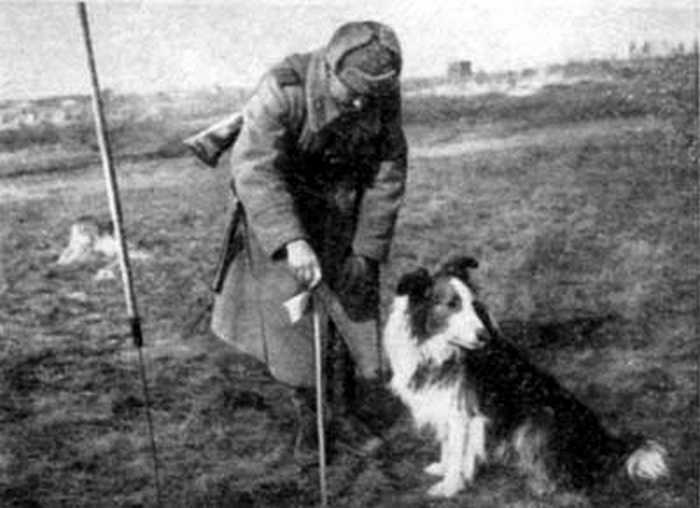 Самая результативная минно-розыскная собака Второй мировой - шотландский колли Дик из 2-го отдельного Келецкого полка специальной службы, обнаружил 12 тысяч мин.
