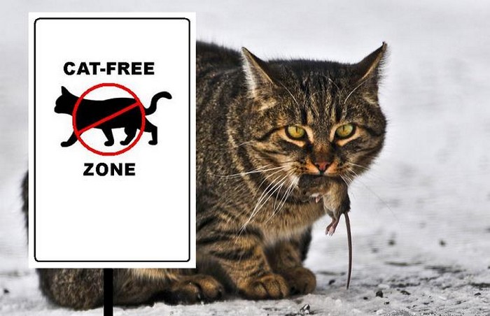Gun free zone как приглашение к разбою