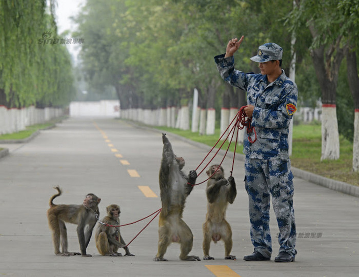 China’s Military Monkey