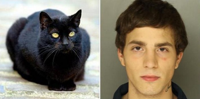 Cat assists in capture of Pennsylvania fugitive