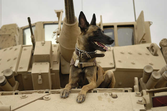 Боевые собаки: Оружие, которое умнее человека