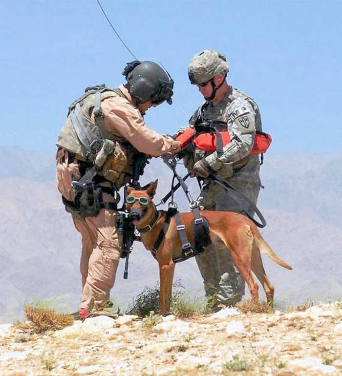 Боевые собаки 