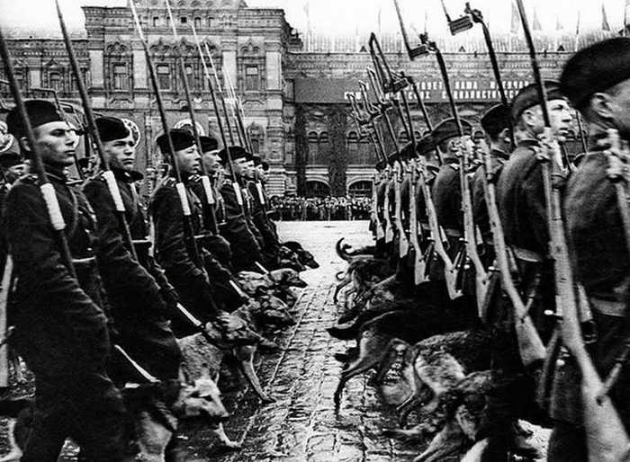 Советские минно-розыскные собаки с вожатыми во время Парада Победы 24 июня 1945 года. 