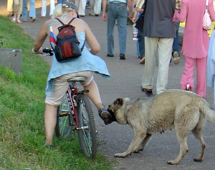 Нападение бродячей собаки на велосипедиста