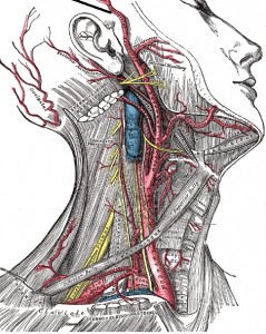 Артериальная сетка головы и шеи