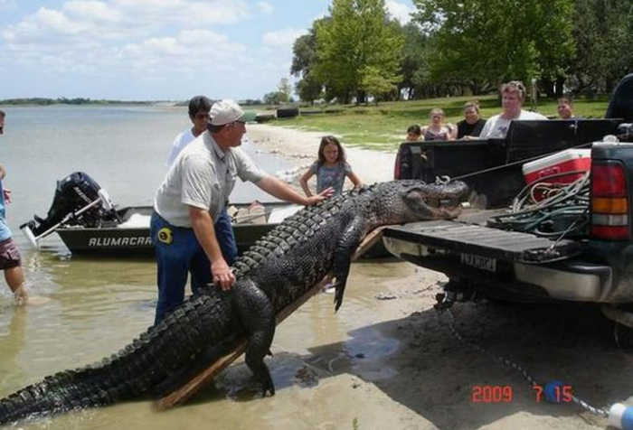 Florida Girl Treed by Alligator