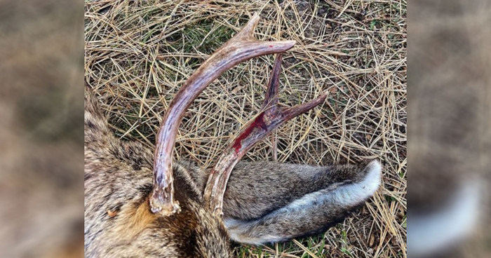 Домашній олень напав на сусідку та отримав кулю від офіцера природоохоронної служби