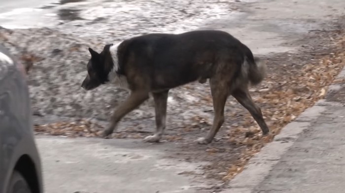 У Києві зграя собак напала на жінку