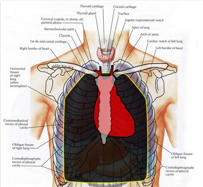 Хто пам'ятає уроки анатомії людини?