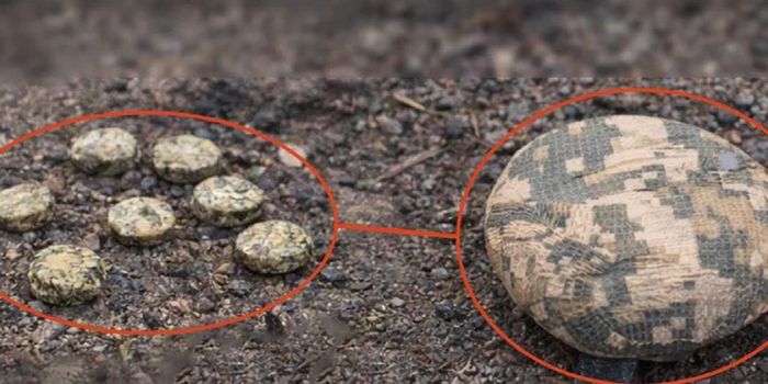  Ворог розкидає міни типу Пряник дистанційно та у великій кількості, що значно підвищує ризик для мирного населення, наголошують у ДСНС (Фото: Головне управління ДСНС України у Херсонській області / Facebook) 